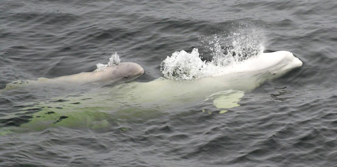 Beluga whale and her calf